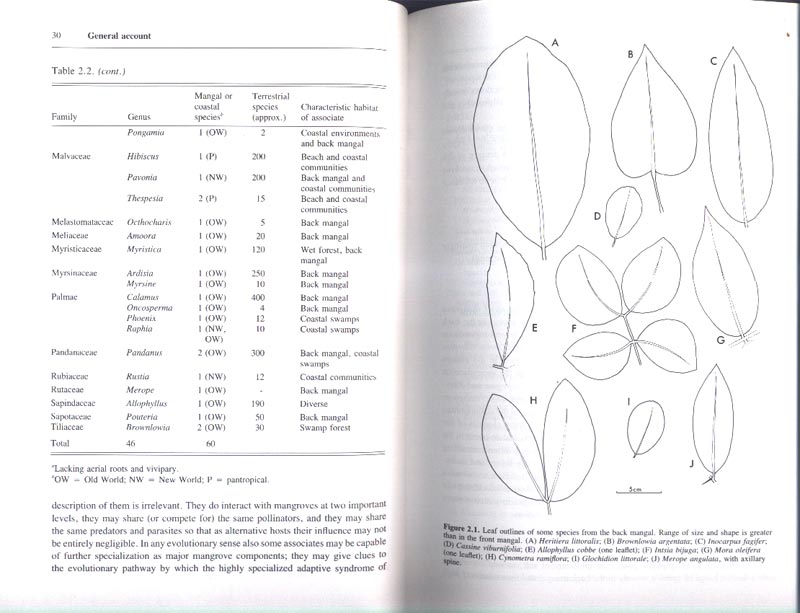 The Botany of Mangroves - Reprint - aus dem Buch